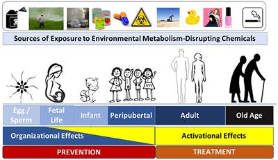 Interventions to Address Environmental Metabolism-Disrupting Chemicals: Changing the Narrative to Empower Action to Restore Metabolic Health